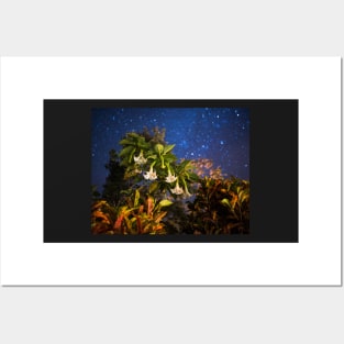 Belmopan Belize Rainforest Flowers Stars Posters and Art